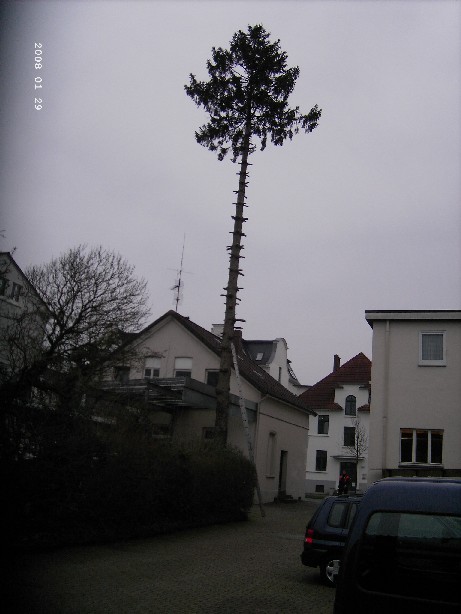 Baum Dammaschke 2.JPG